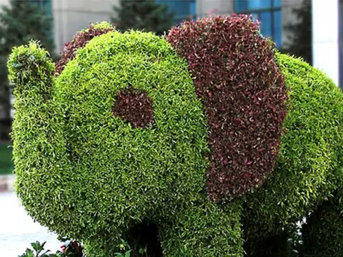 绿雕仿真植物大象工程案例